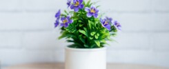Hurtownia kwiatów doniczkowych – jakie rośliny można tam znaleźć?