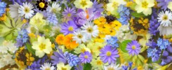 Hurtownia kwiatów doniczkowych: źródło ożywienia przestrzeni wnętrz